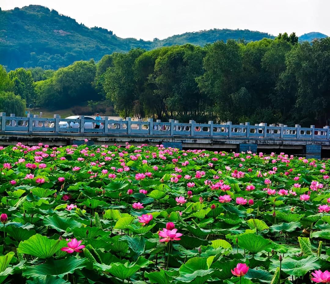 邹平黛溪荷风送爽，家门口消夏好风光

咱邹平这天儿一热，吃完晚饭我准往黛溪河跑，