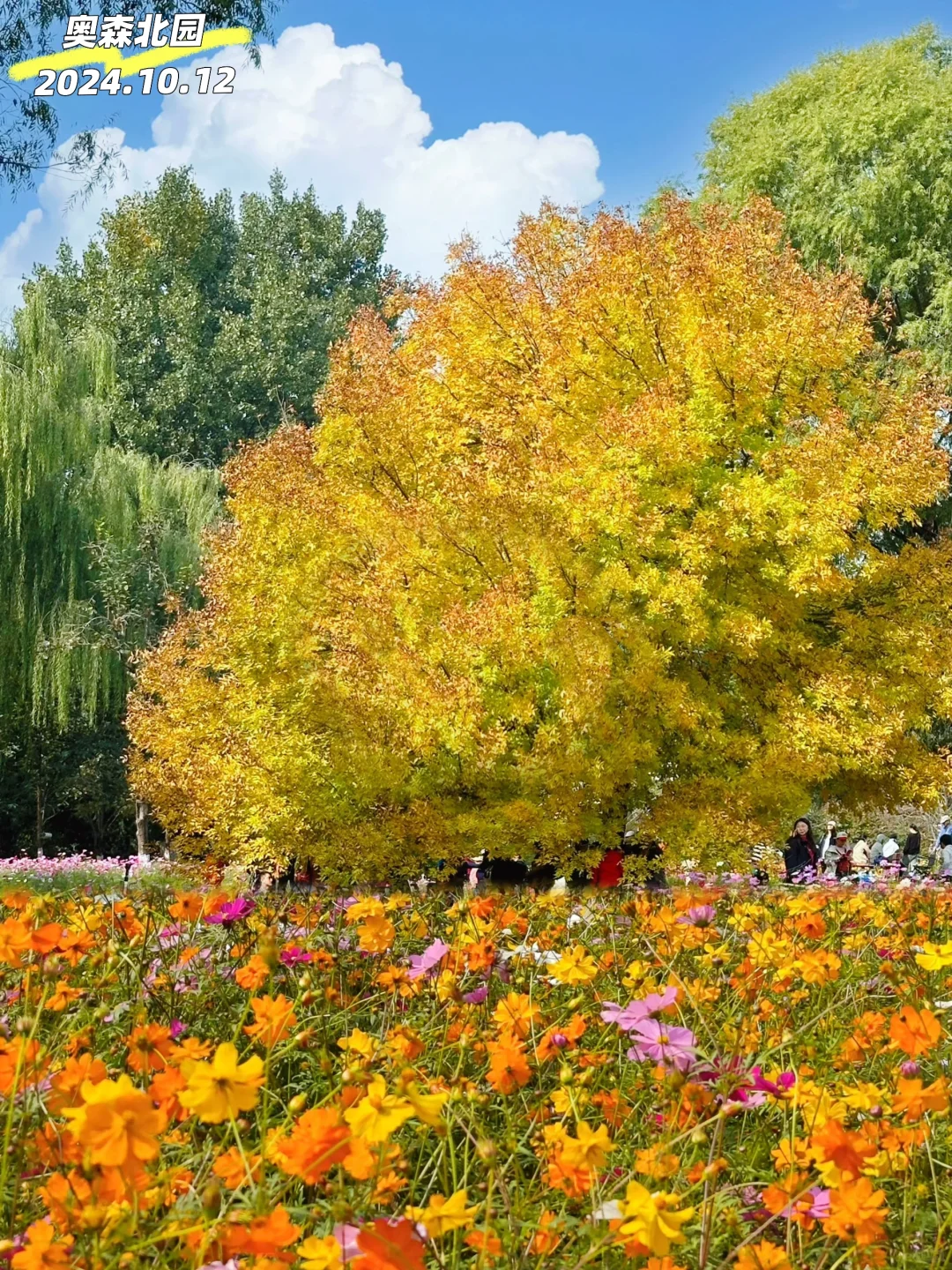 北平之秋已悄悄上线，欢迎补充！先收藏！