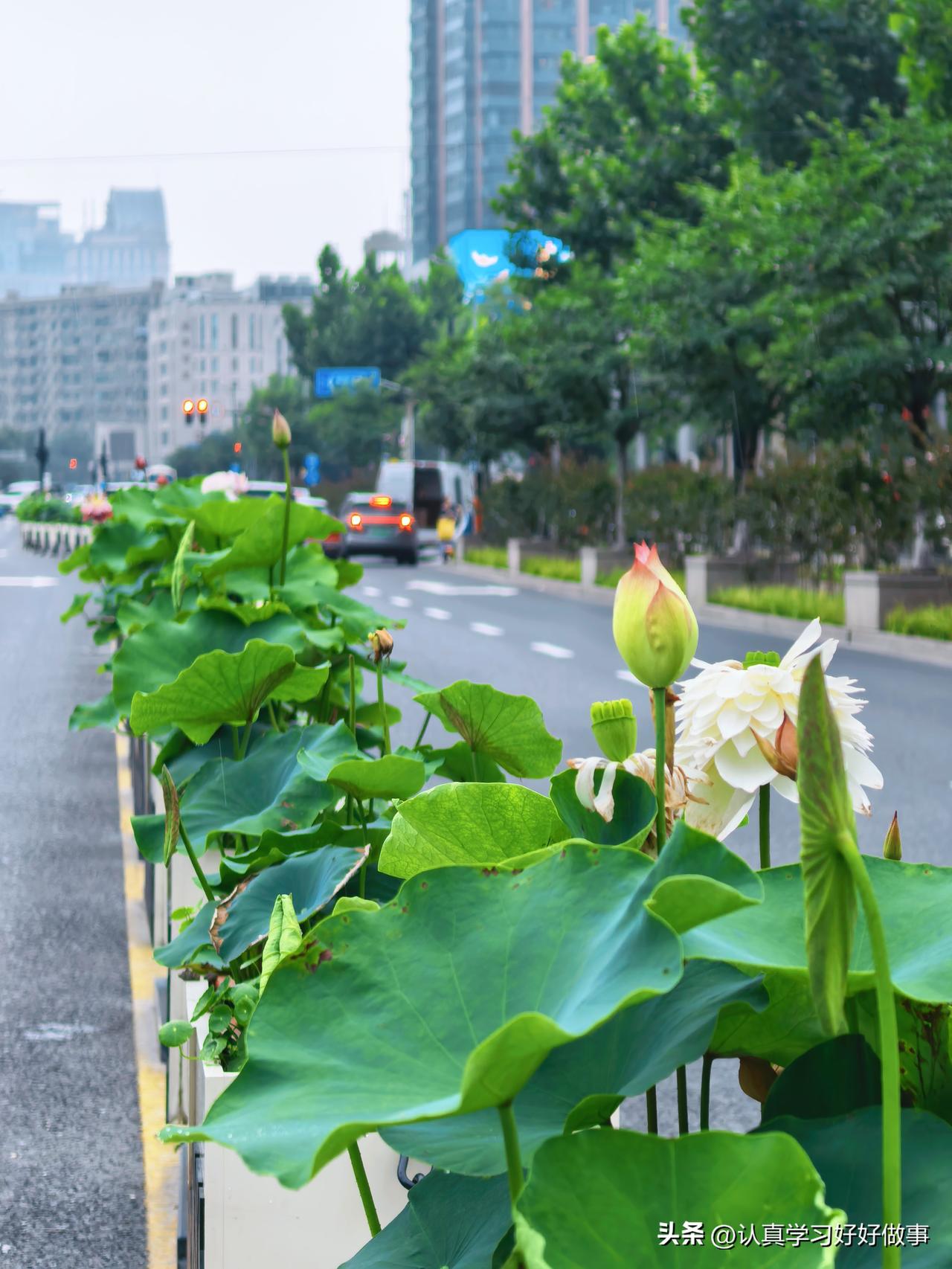 绿化带里面种植荷花，真是意境超然!值得别的城市学习.借鉴