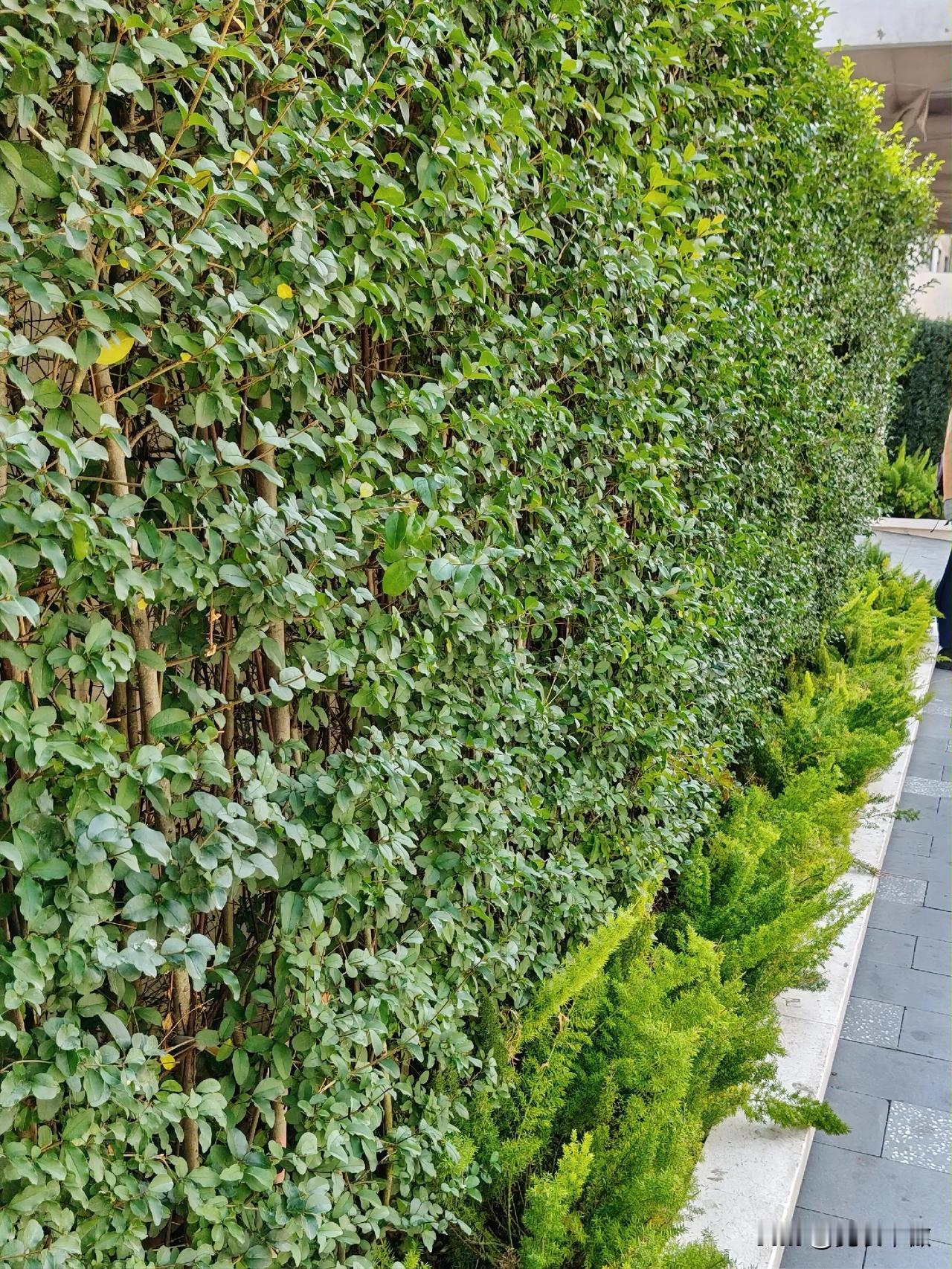 发一张你相册最绿的图片路边随手一拍