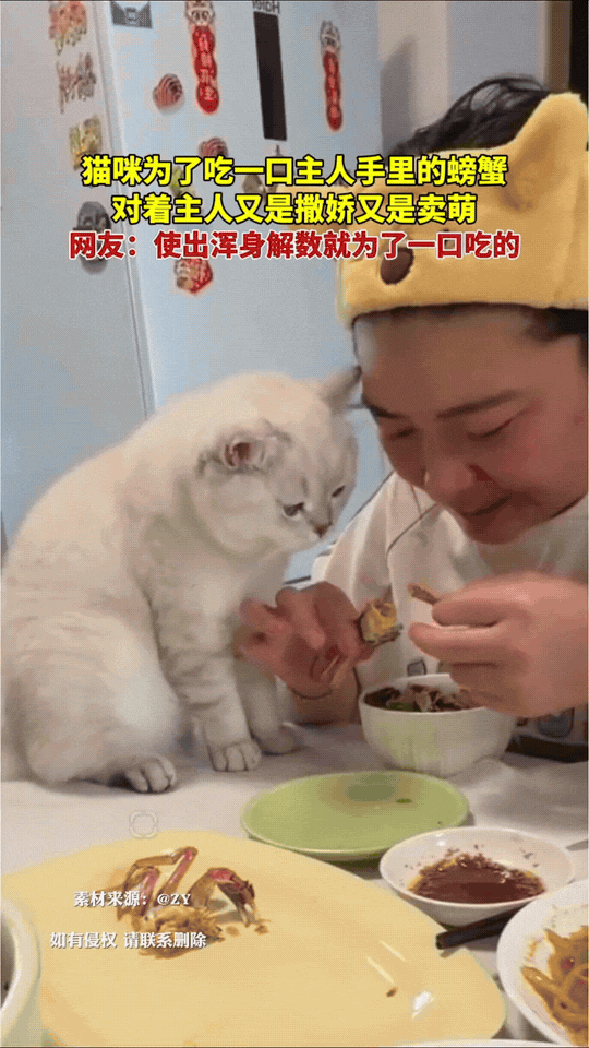 猫咪盯上了主人手里的螃蟹，为了吃上一口，对着主人又是撒娇又是卖萌。
凑在旁边眼巴