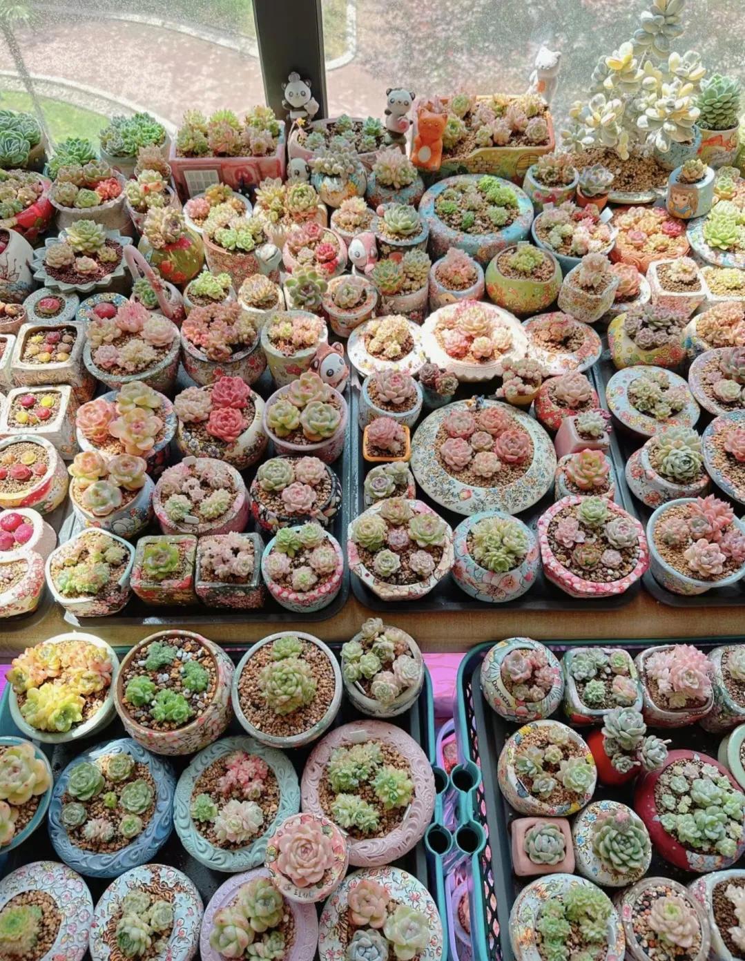 这么美丽的小可爱，谁能不喜欢呢？

很多网友说看了像“假的”
没有真是感

听了