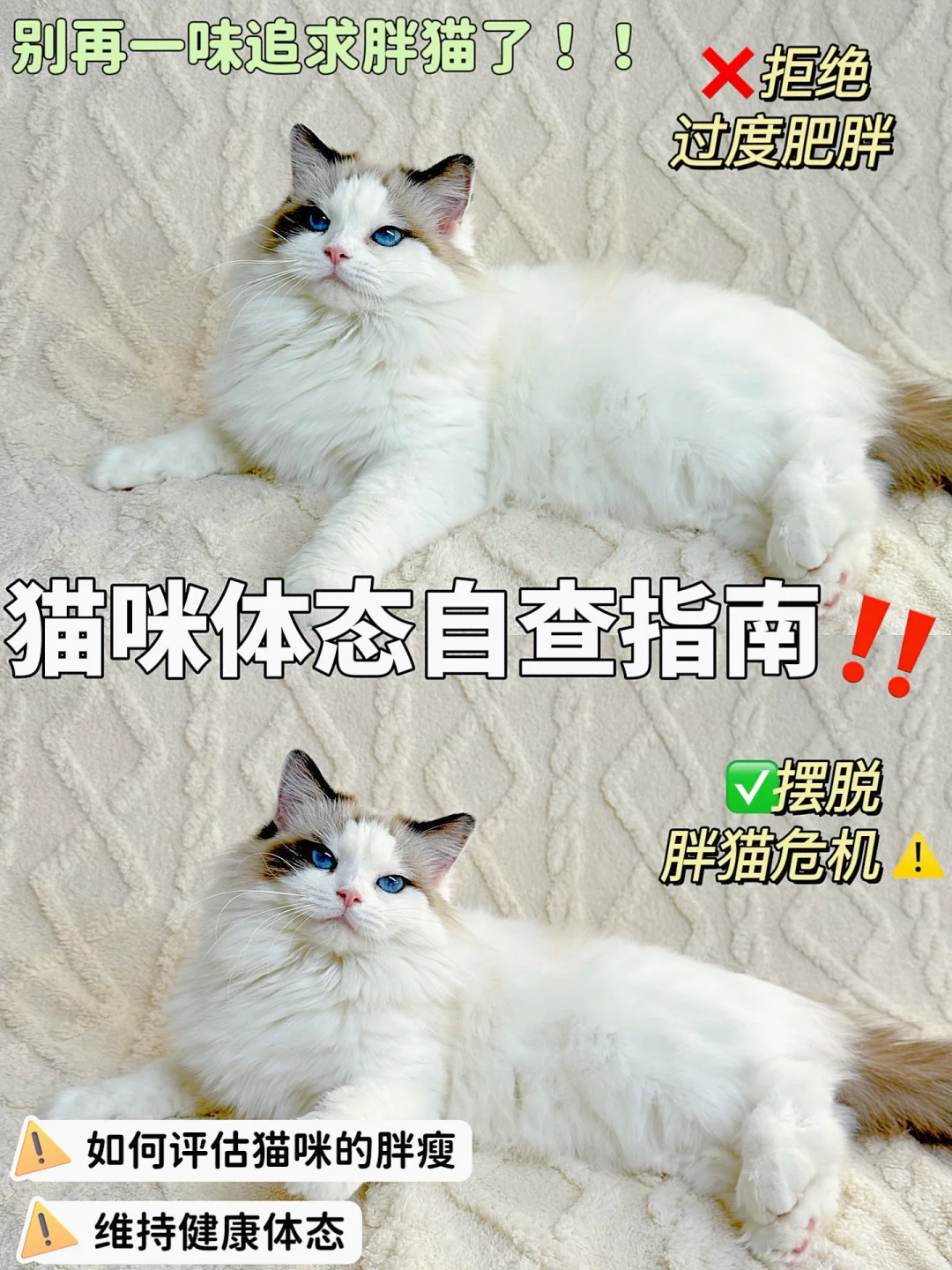 猫咪体态自查指南！别再一味追求胖猫了！！