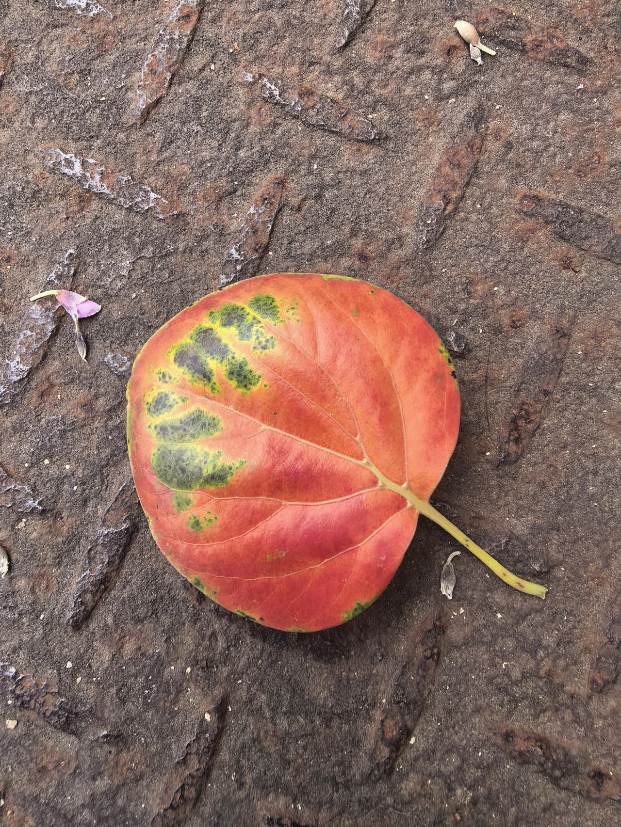 宋代有很多恶习，比如说杀人祭鬼，有些人把活人杀掉，然后去祭祀一些鬼，这一点《夷坚