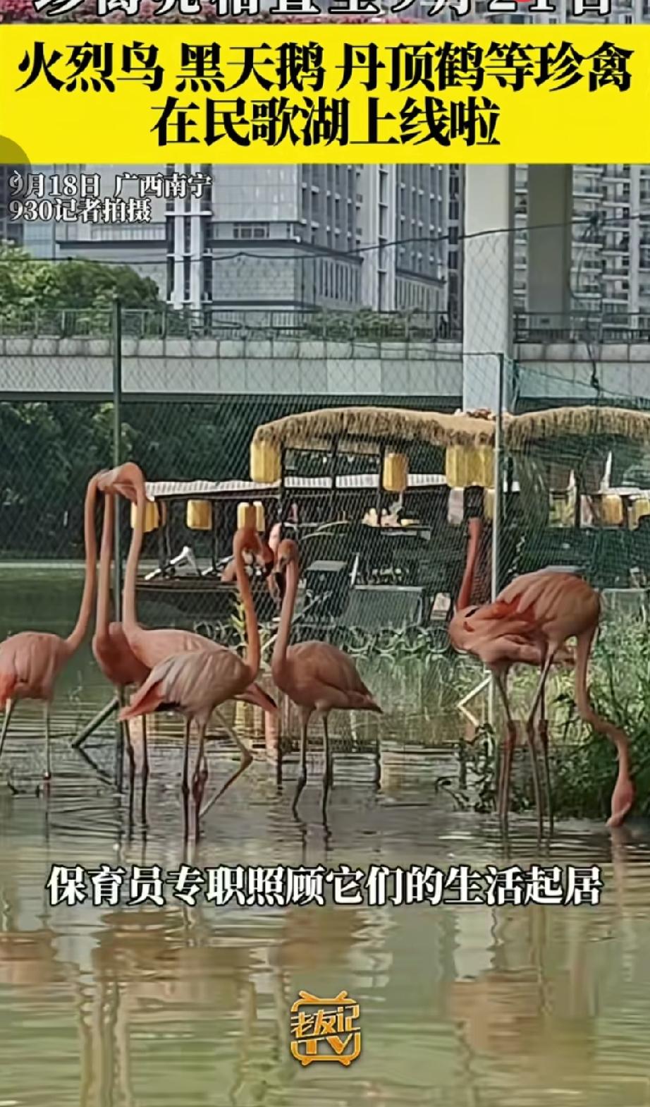 为迎接第23届中国—东盟博览会，南宁市民歌湖完成疏绿透景环境改造，滨水视野更加通