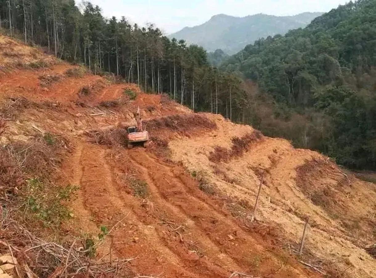 为什么农村山地的树木很难长大就被砍伐？这和A股的搞法是不是很像？
在湖北的很多山