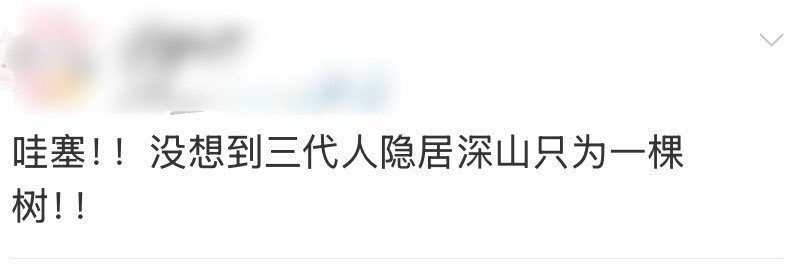 三代人隐居深山只为一棵树  一家三代人隐居深山只为守护这棵树，黄健强跟随祖辈守护