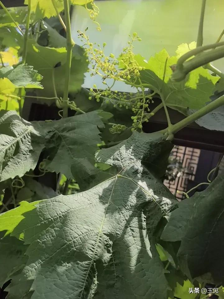 小院的葡萄开始膨大了，照几张发给你也看看，秋天能吃到自己种的葡萄吗？