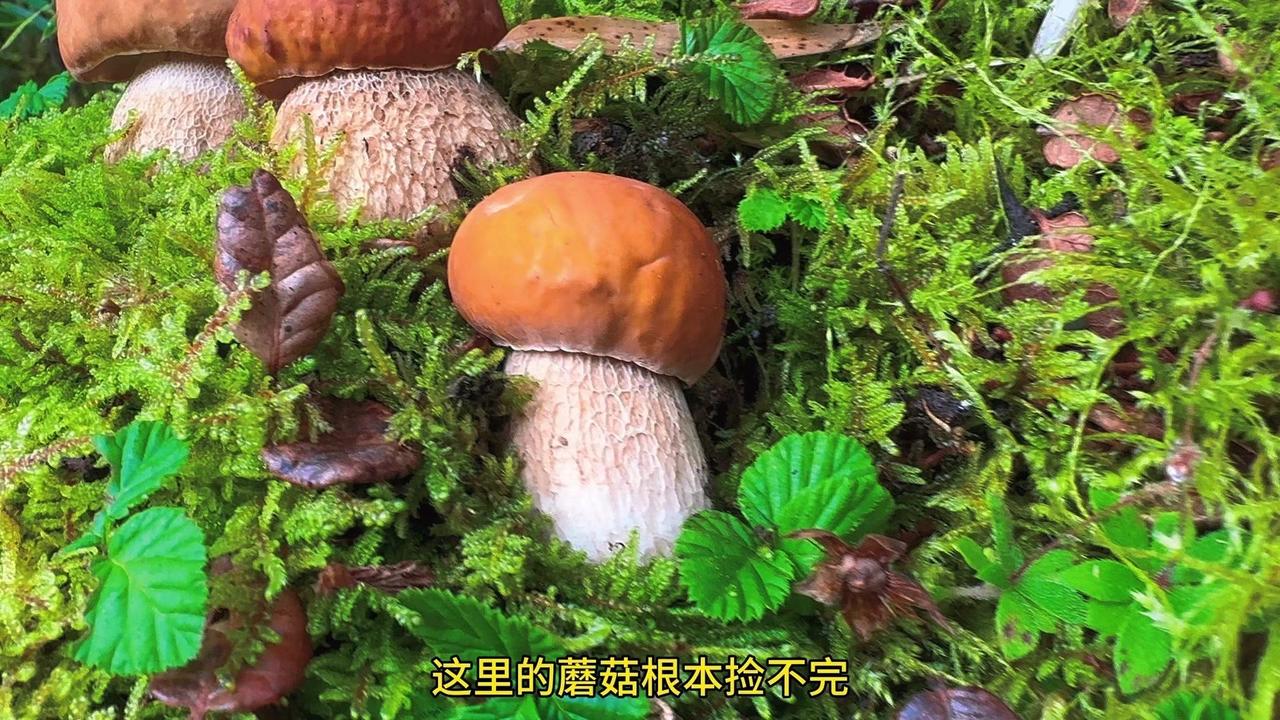 🍄原始森林蘑菇捡拾大作战！✨蘑菇多到用背篓装，高海拔地区，一路风景美如画。
