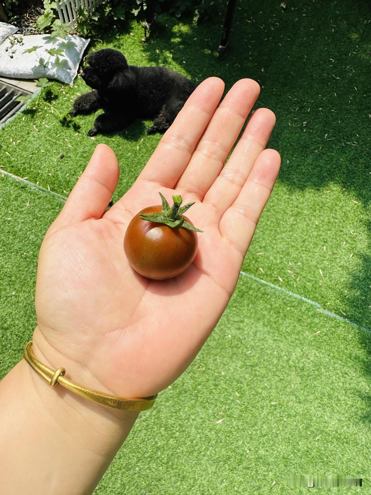 今年我收获的第一枚果实
为了让它这短暂的一生有意义刚才我又去买了65块钱的面包搭