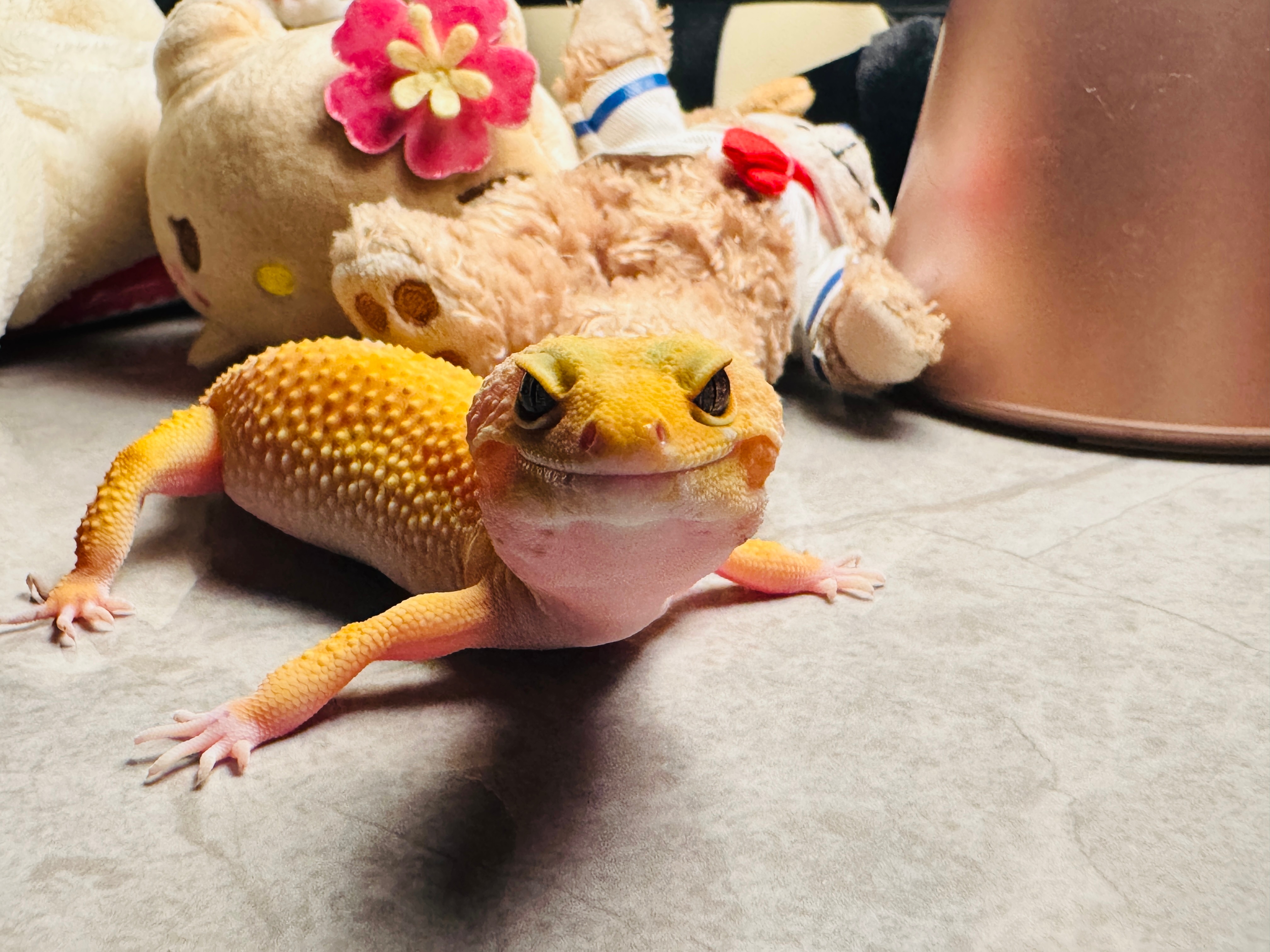 小橘子在这里跟大家说晚安啦