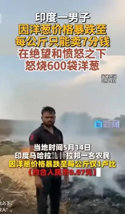 印度农夫怒烧600袋洋洋葱！2026年5月14日，印度马哈拉施特拉邦达尔希夫县钦