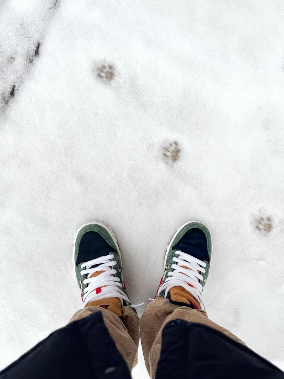 突击检查❄️今日上脚🐾