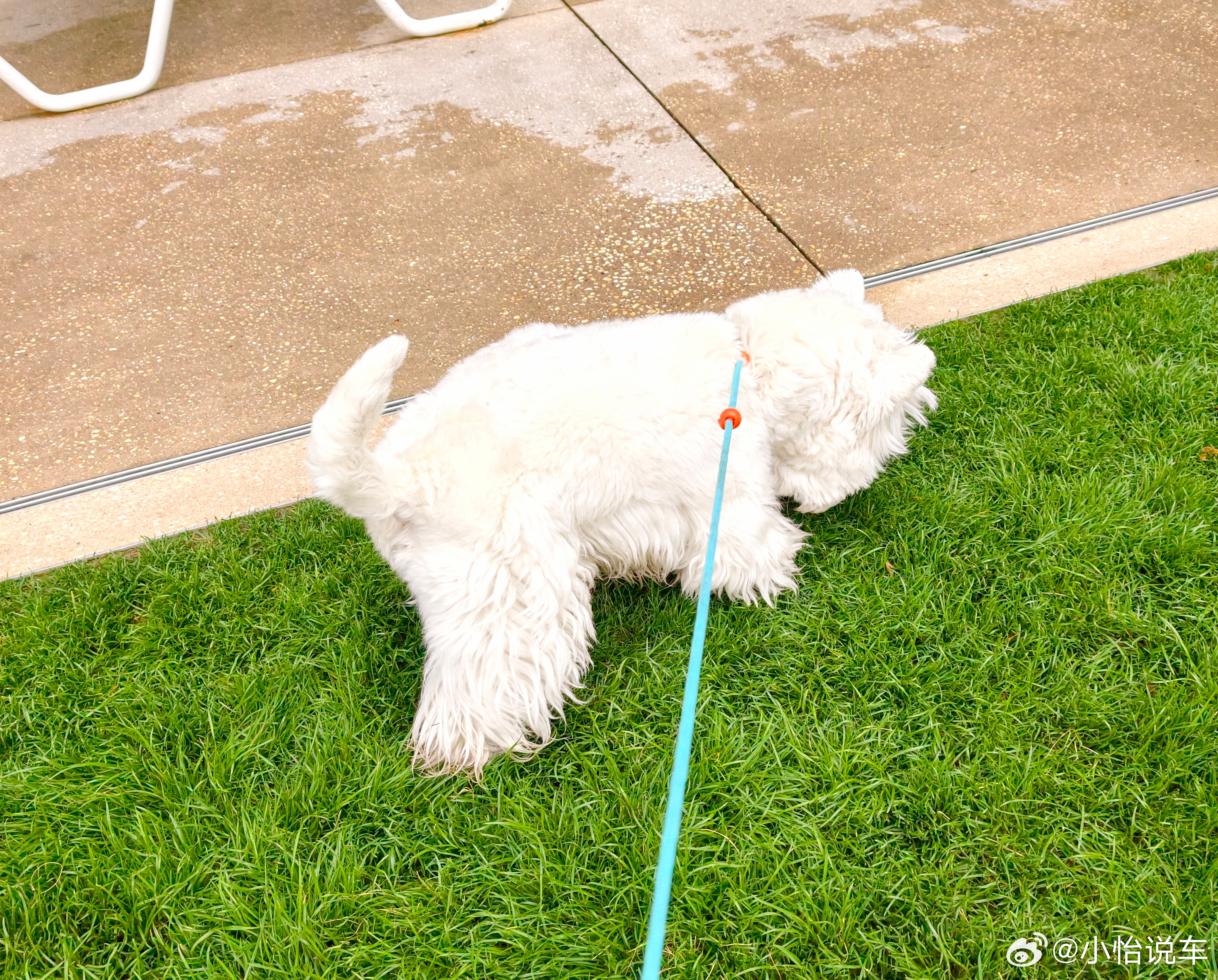 早上带有财遛弯，它为了自由，居然用嘴啃牵引绳，把自己挣脱了，后面跑累了又乖乖被我