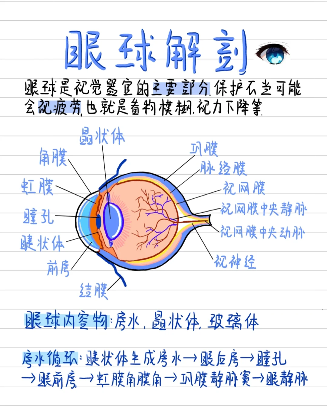 医学生笔记-眼解剖