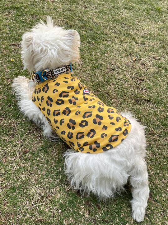 大码辣妹！最近沉迷收集豹纹🐆