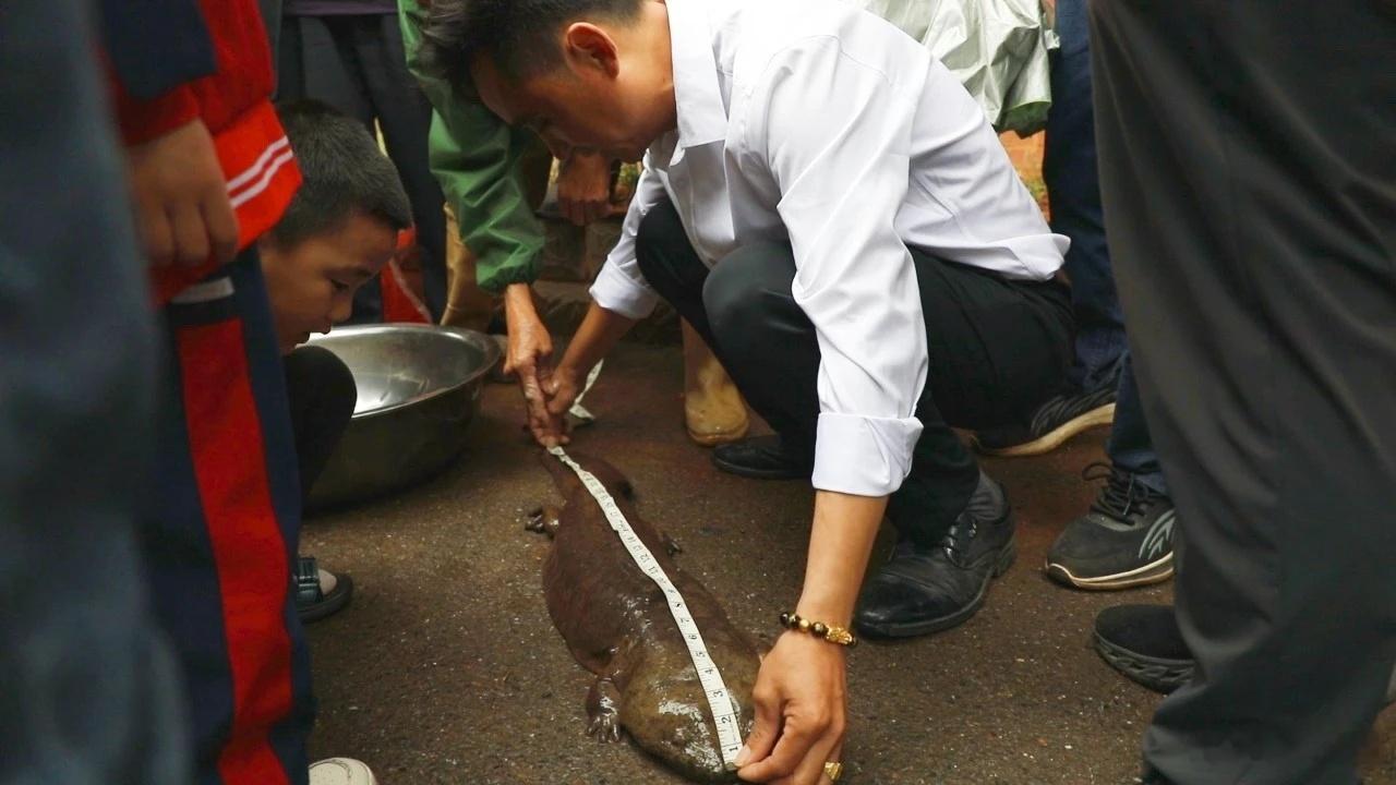 村民发现“娃娃鱼” 救助放生大自然 5月5日，湖南省衡南县车江街道福泉社区村民在