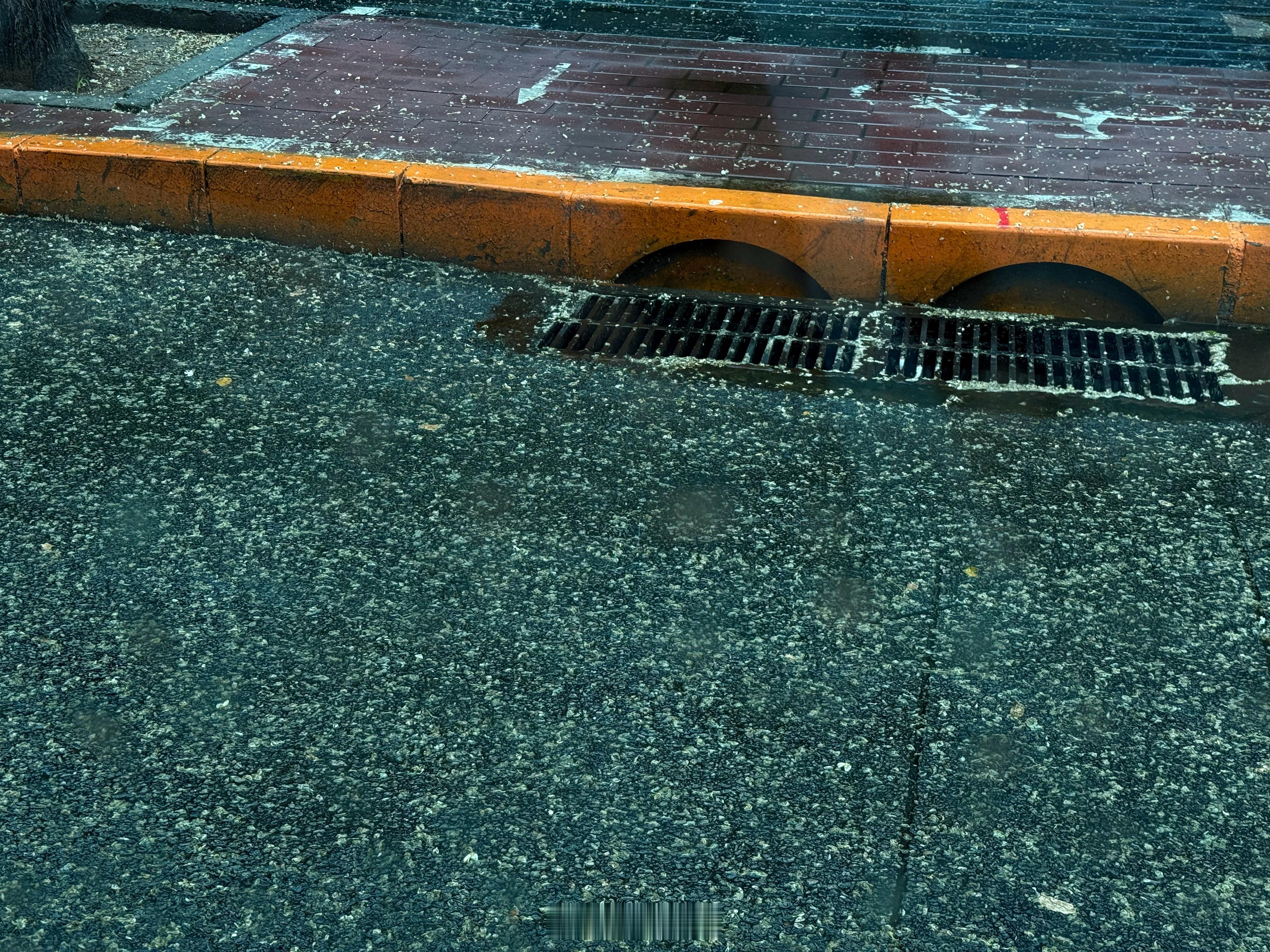 槐花落满地之后再加下雨……这快赶上下雪了 ​​​