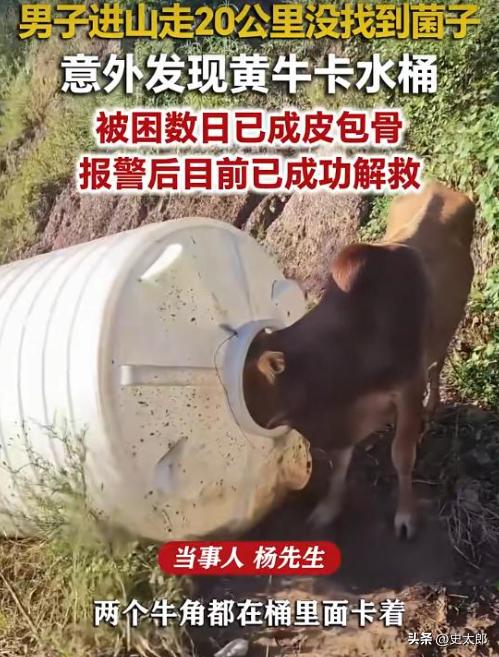 我突然就信天意了，四川凉山，男子进山找菌子，徒步 20 公里，一朵菌子都没找到，