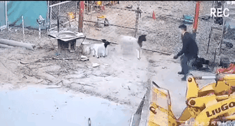 人羊大战，精彩！
这个羊也是没眼力劲，一次一次的没完了？非要把人搞急了，最后老实