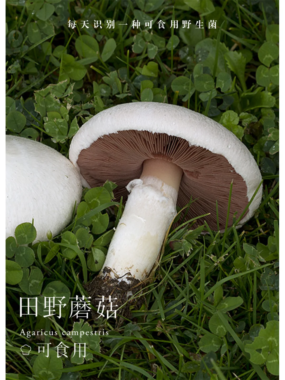 田野蘑菇，田地里最常见的可食用蘑菇