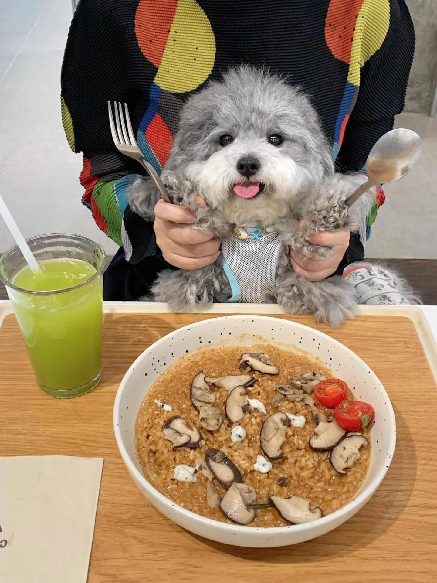 真搞不懂怎么有人去哪儿都要带狗啊