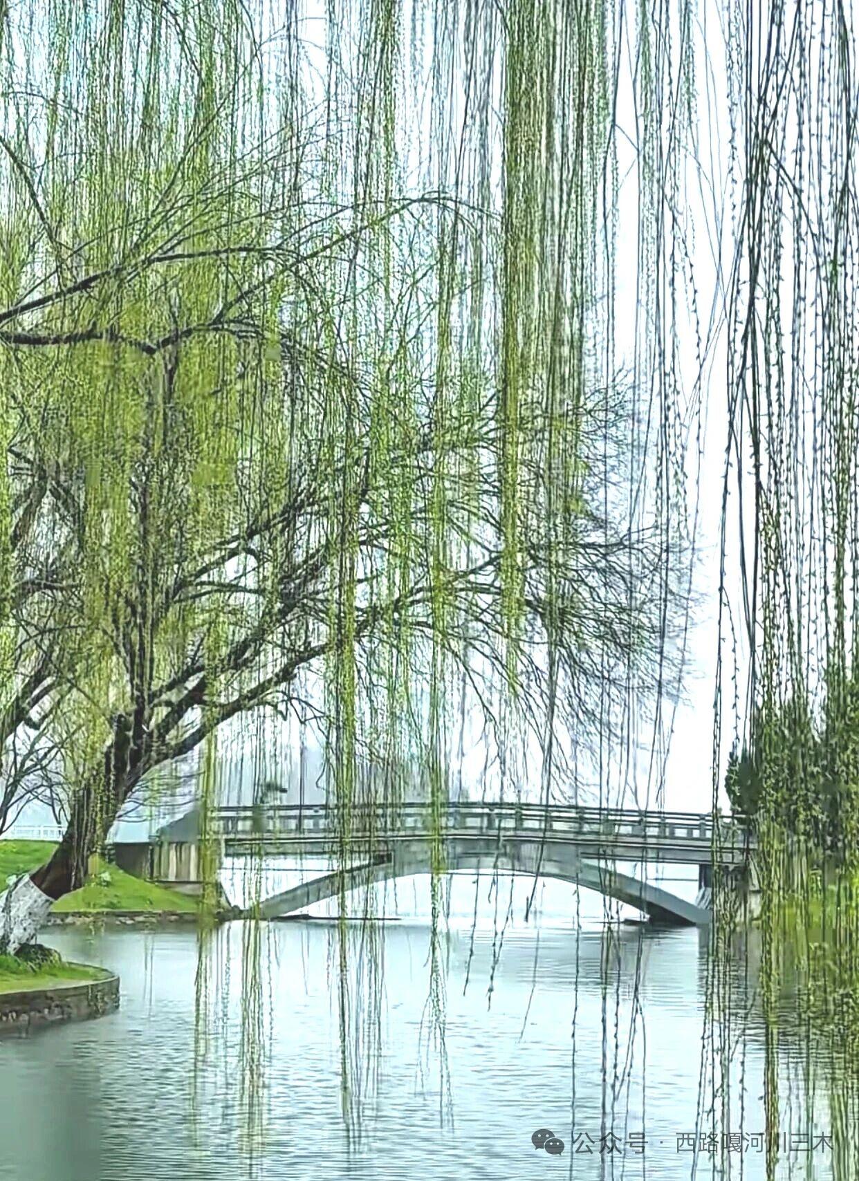 天净沙·春柳生烟
柔丝漫绾晴光，
烟波翠影悠长，
一溪新绿如廊。
东风轻荡，
满