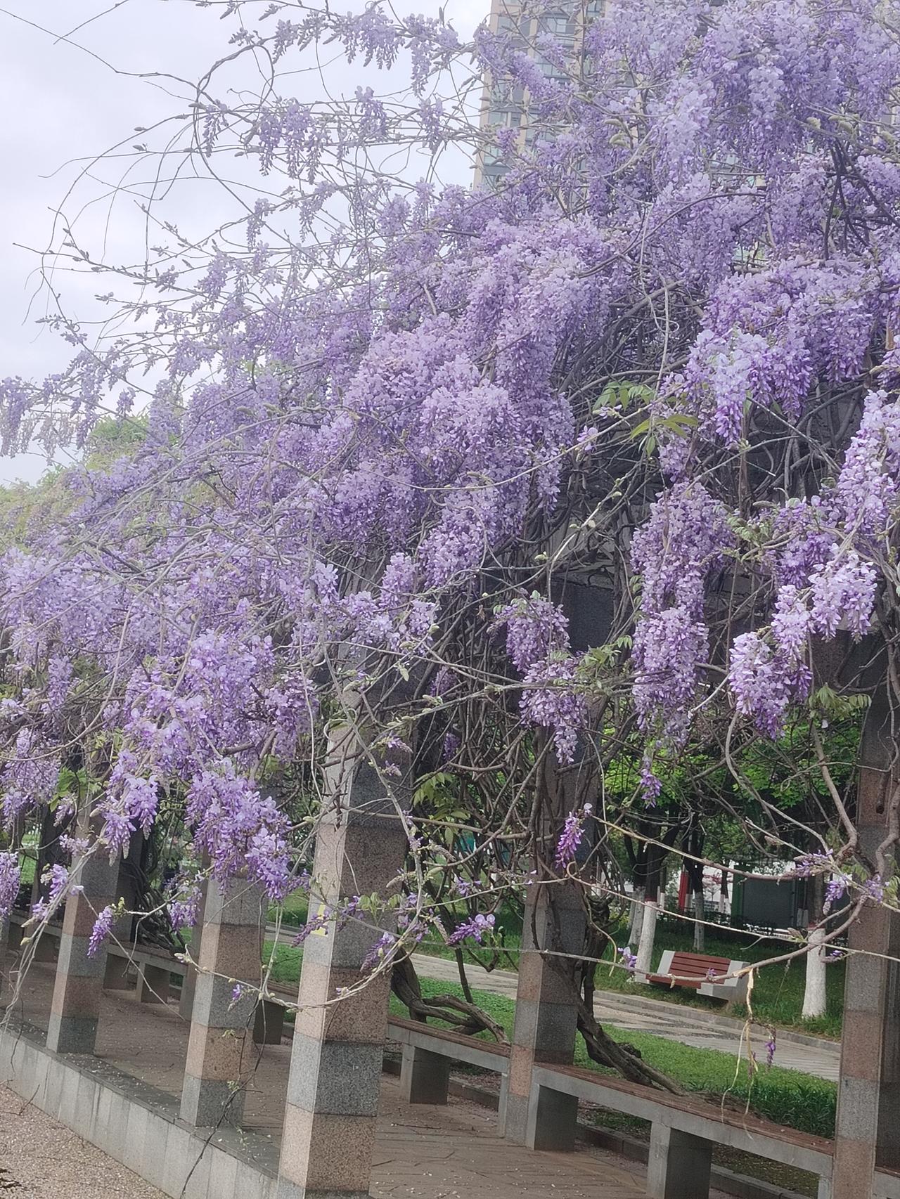 葛花绽放，为春天增添了一道亮丽的风景线。
葛花盛开之际，总能带来猝不及防的惊喜。