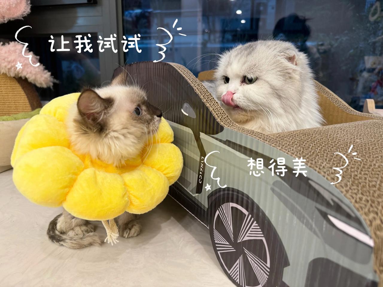 毛毛才是喵生赢家[马思纯的微笑]
#萌宠# #猫咪#