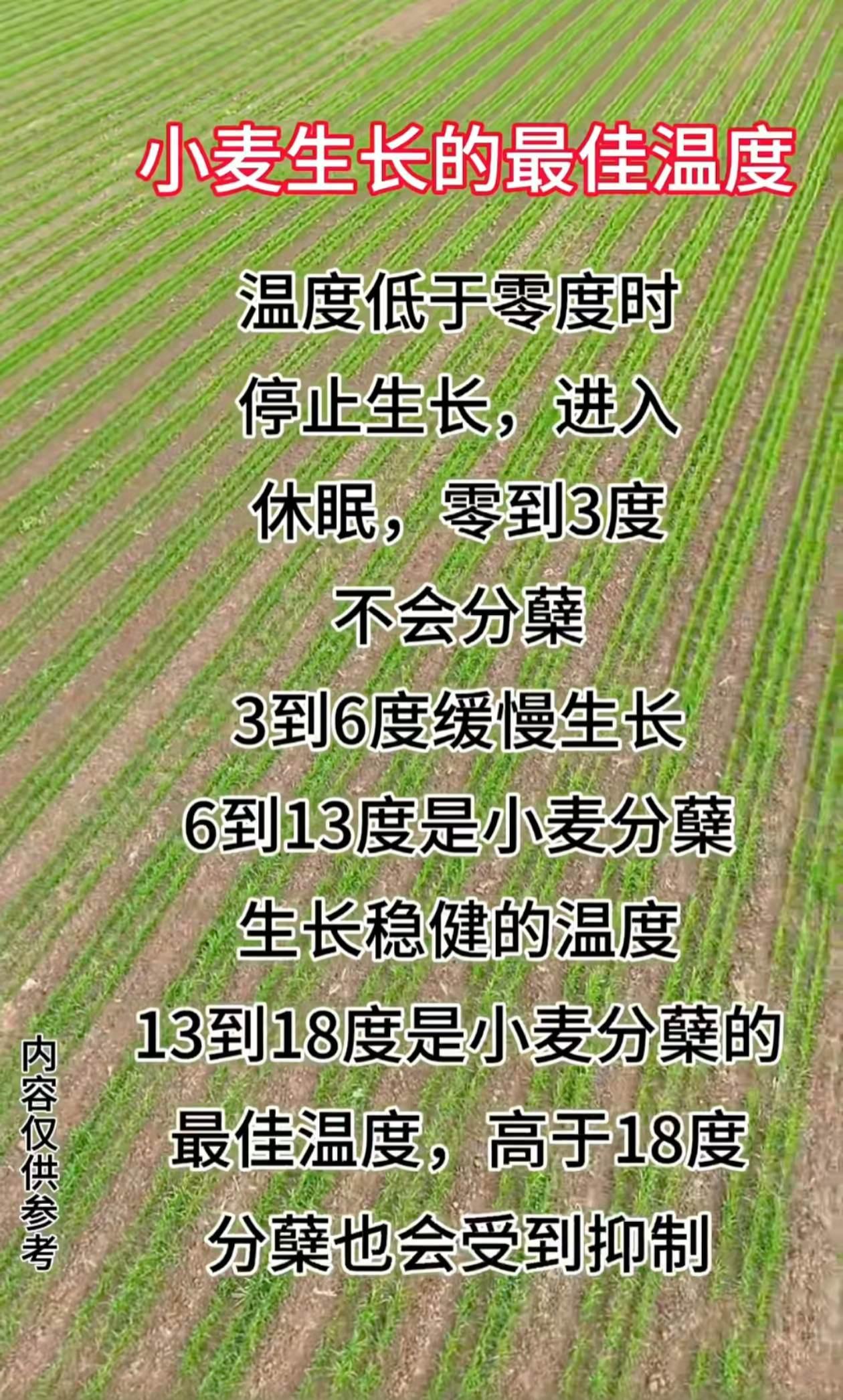 小麦 抖音助农