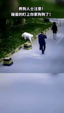 养狗的朋友们要注意了，千万记住要栓绳，因为现在一些碰瓷的人，开始盯上养狗的人了，