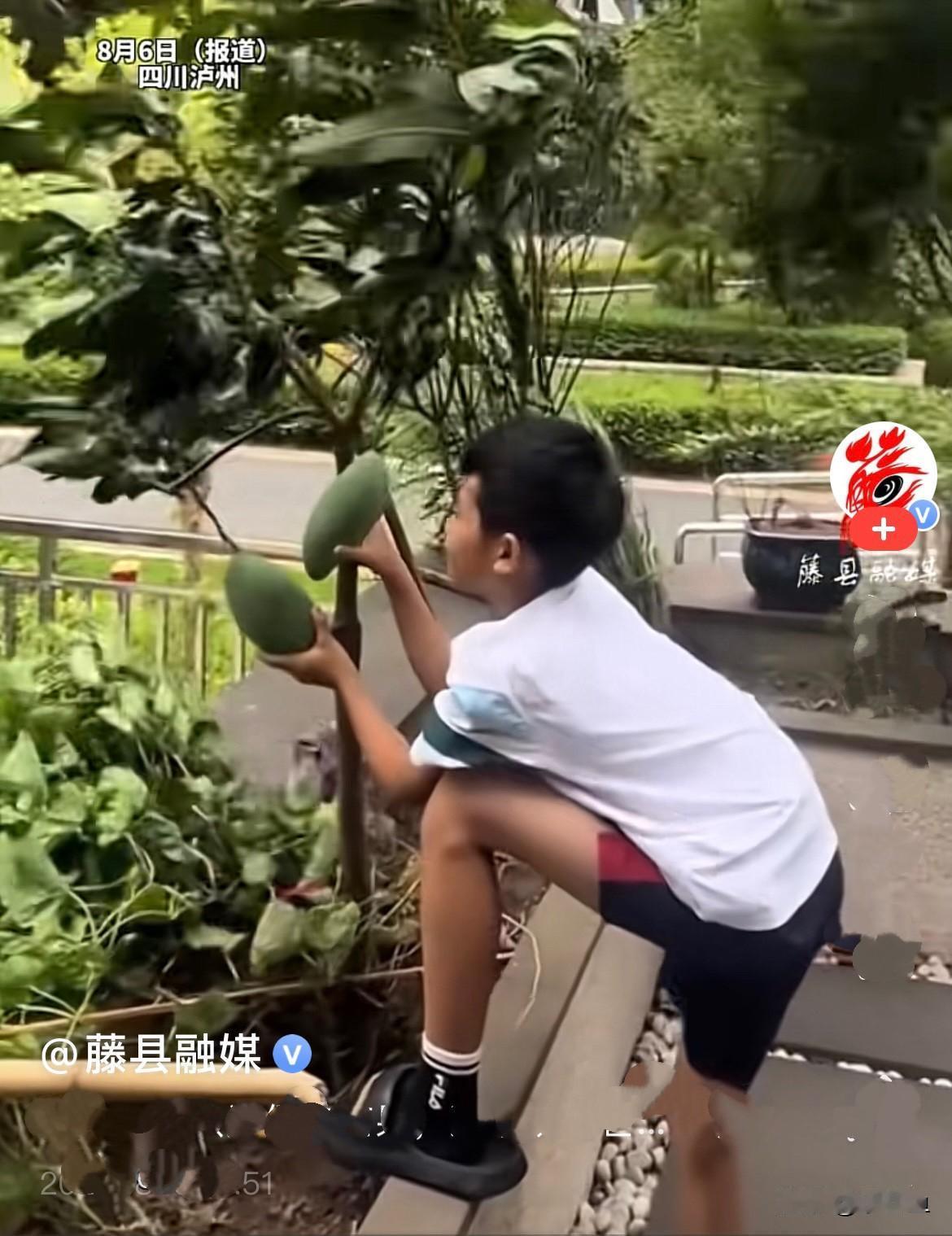 近日四川泸州，中午刮起很大的狂风，家里这棵芒果树，春天开了满满一树花，盼了好久，