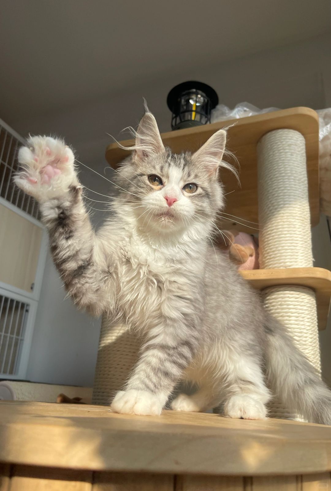 缅因｜银虎加白缅因妹妹