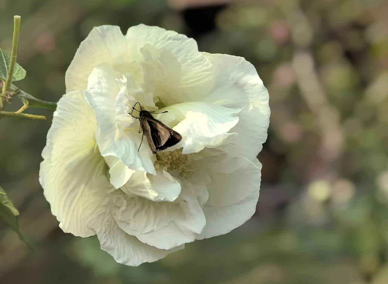 【白“牡丹”】