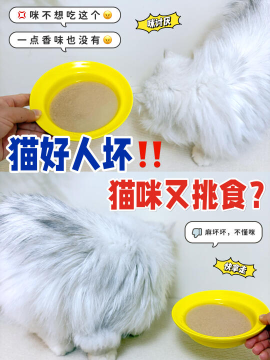 紧急通知❗你真的不懂猫，它真的不挑食‼️