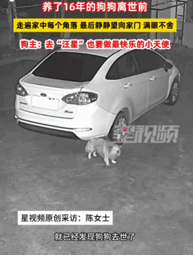 看哭了！湖南湘潭一名女子下班回家，相伴十六年的爱犬早已浑身冰冷，女子悲痛不已，颤