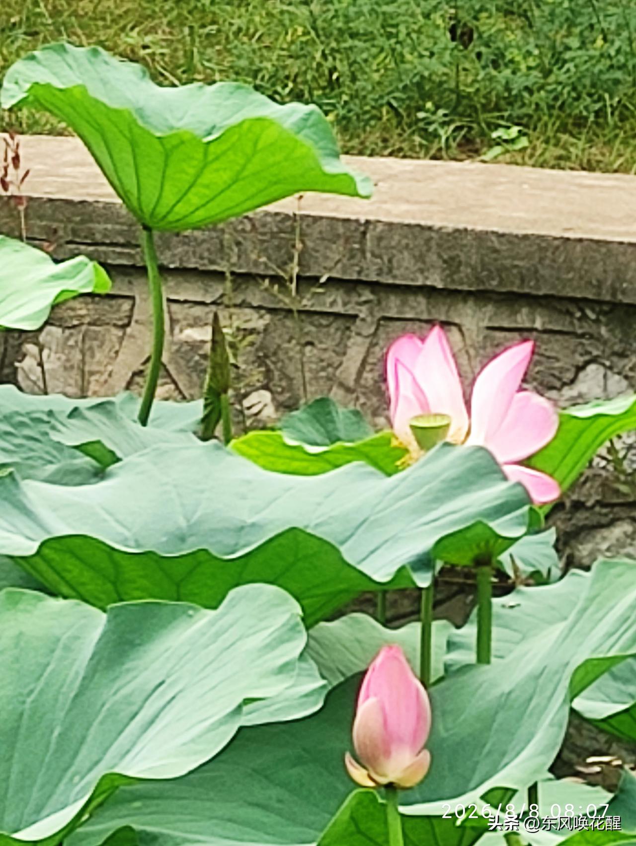 风起荷叶摇，满塘莲花香。
接天无穷碧，映日别样红。

我的今日状态：😁轻松愉快