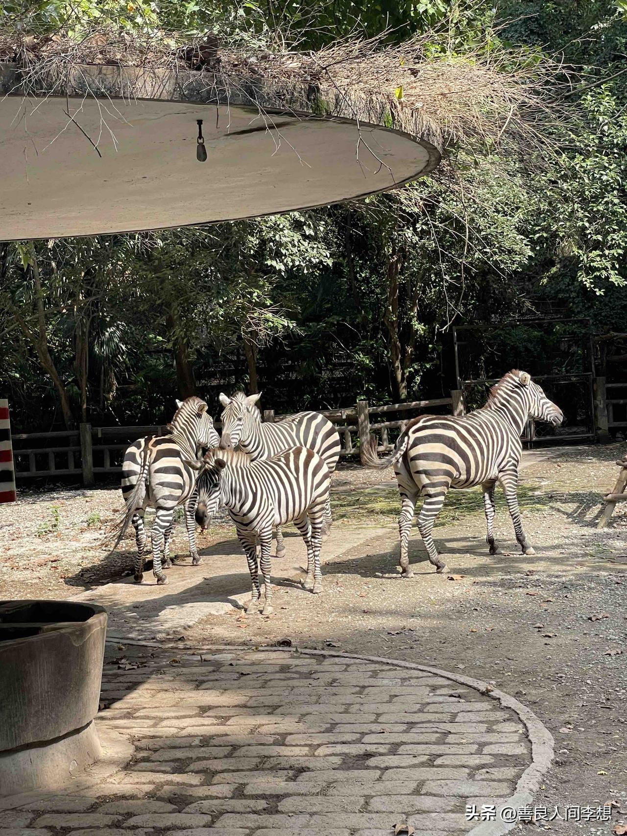 动物园的动物悠闲的在自己的地盘里玩耍嬉戏，吃的有专人照顾，脏了有人帮忙收拾，说实