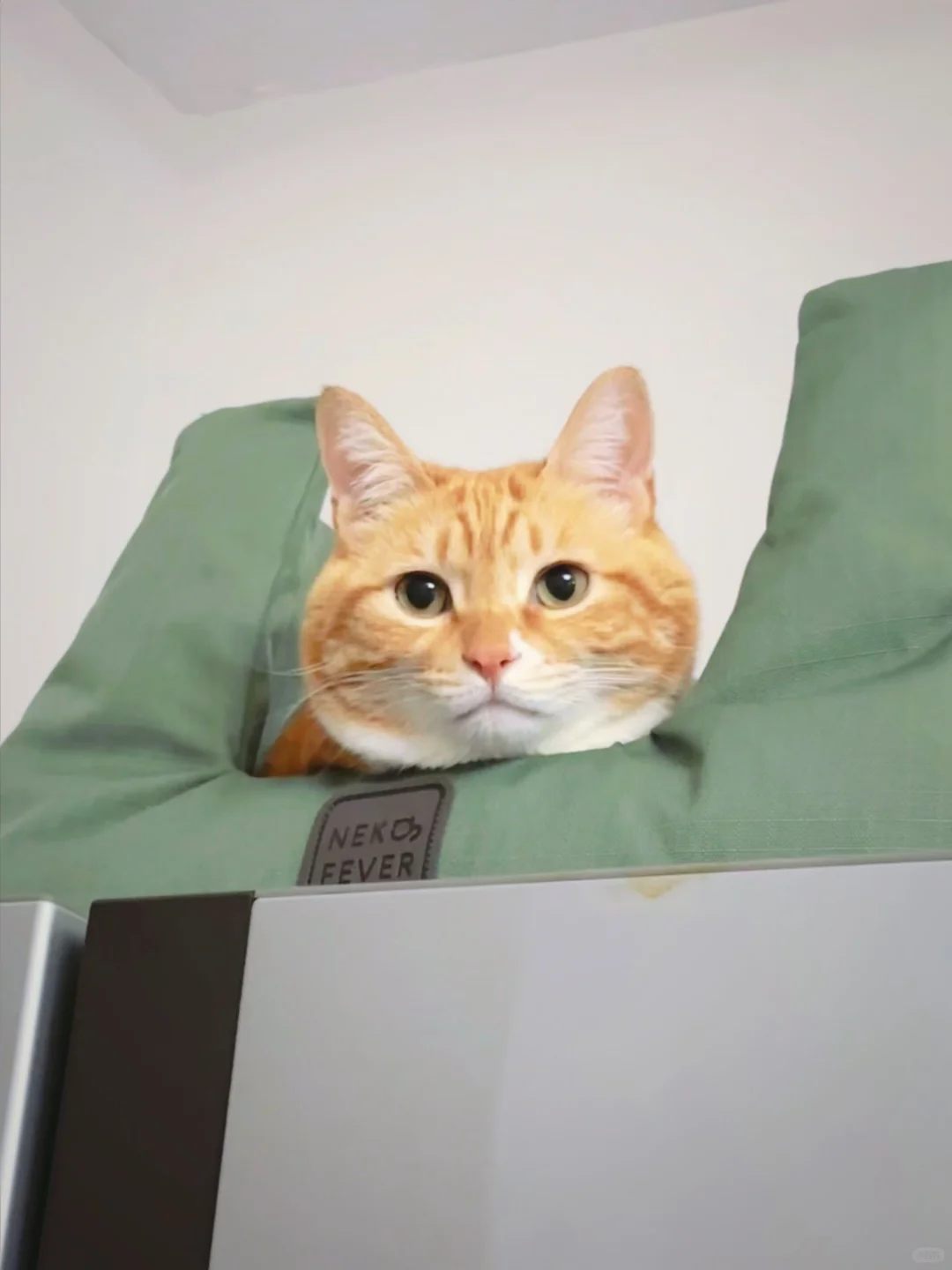 好可爱的一颗猫！！！