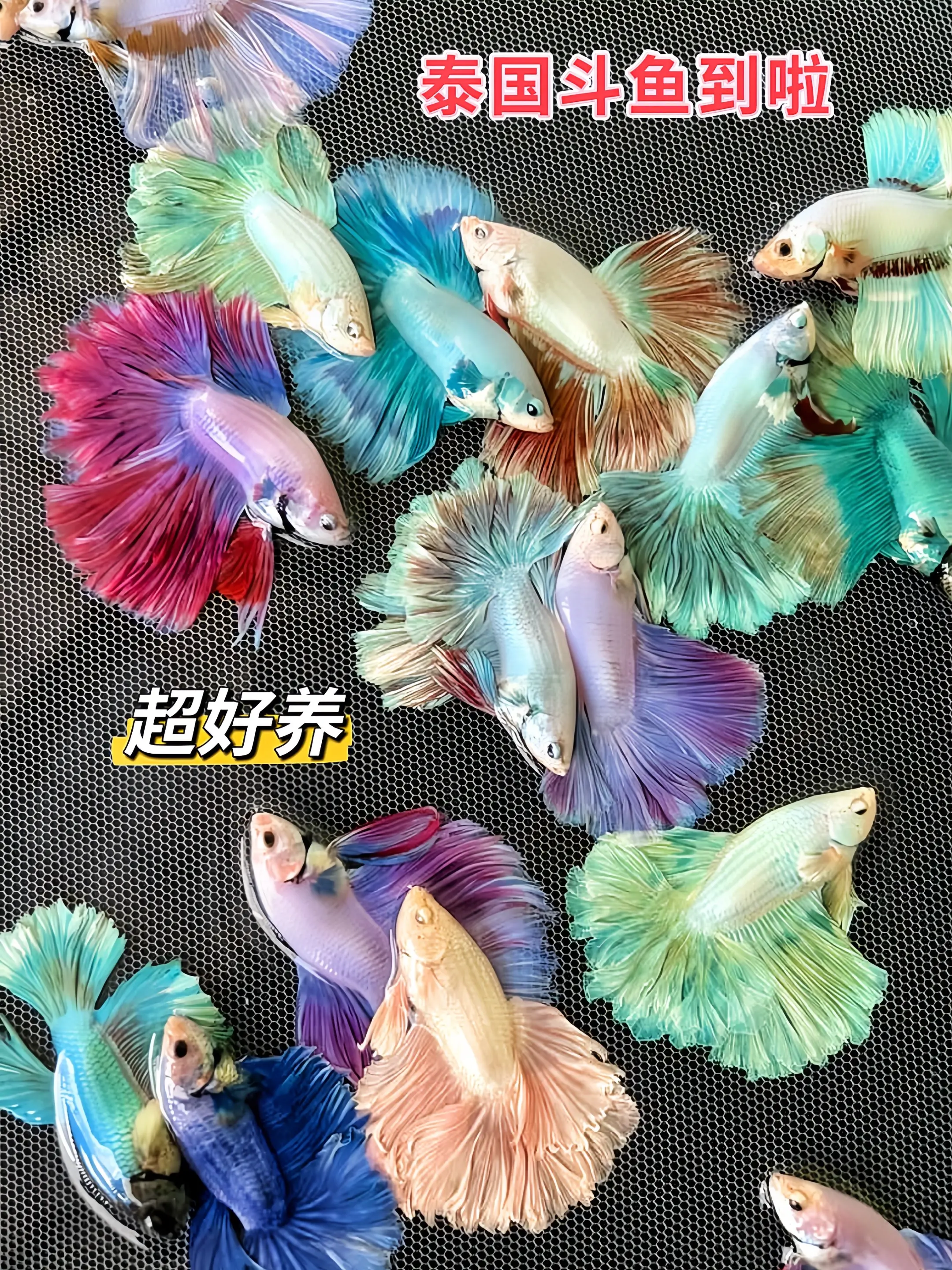 1. 惊艳颜值，一眼沉沦：泰国斗鱼自带天生滤镜！绚丽如晚霞的半月尾鳍...