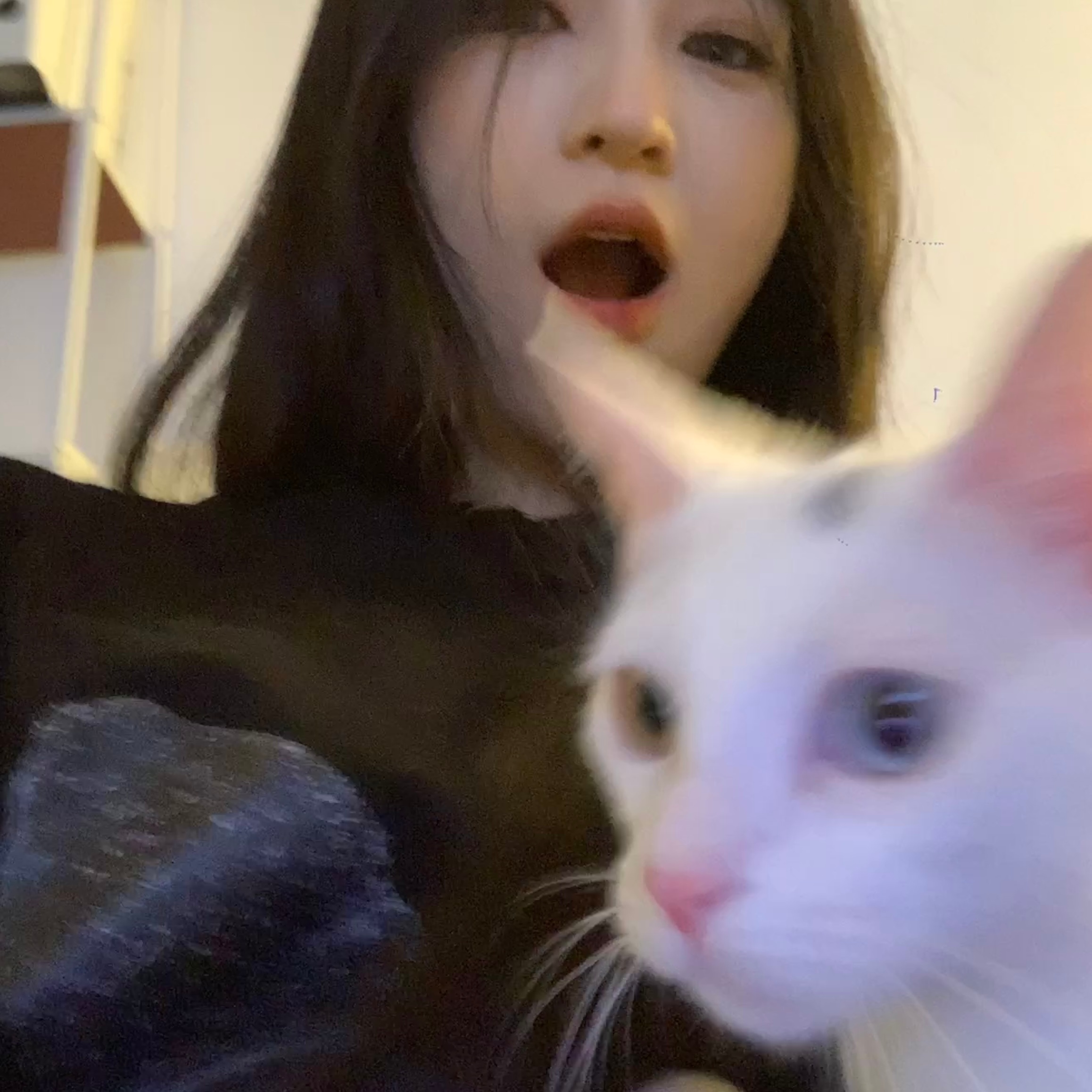 🐈 ​​​