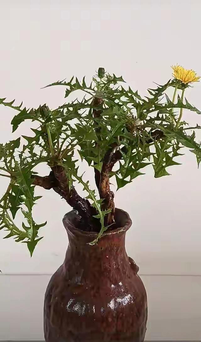 这婆婆丁种的真好