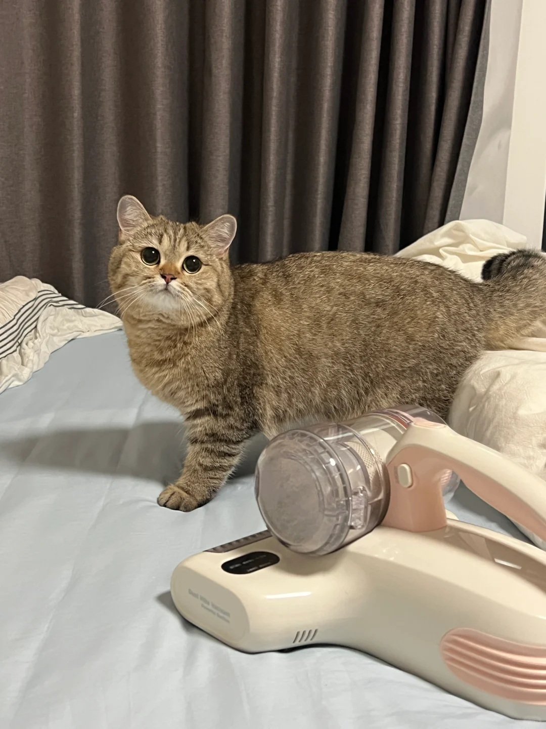 问问看谁家小猫咪天天上床阿？