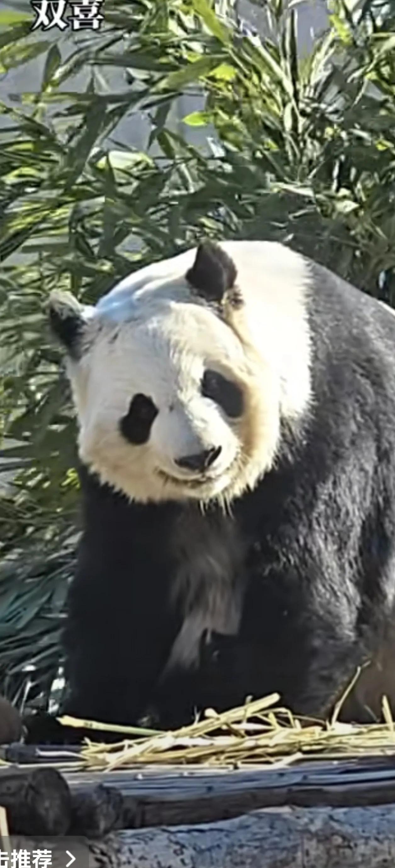 看生活在唐山的大熊猫双喜，笑的多高兴啊，唐山的奶爸对她们非常好，是年轻的奶爸，很