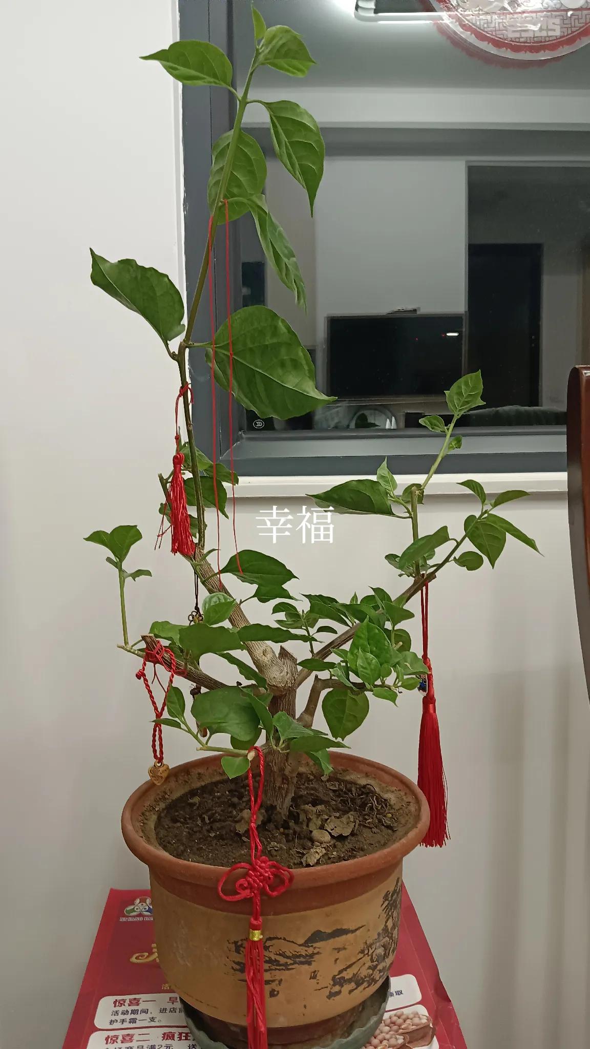 新的一周开启
早晨起床先吃高血压药
然后做猫的铲屎官
出门热身 锻炼一下
这个季