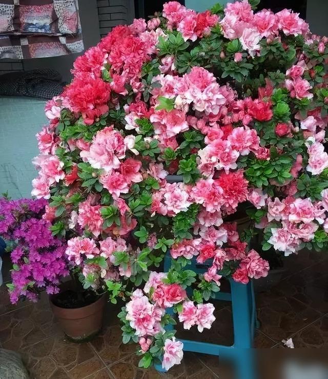 天凉了居然还有人乱剪花！刚刷到好多花友秋天瞎剪瑞香、桂花，把正在长的花芽剪没了，