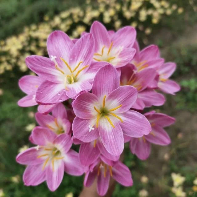 星座惊喜付邮费送50粒左右