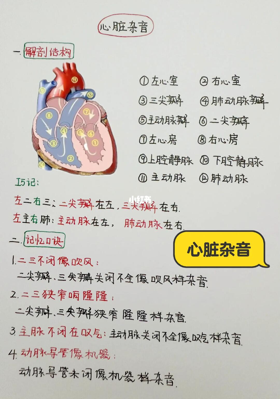今日学习打卡——心脏杂音