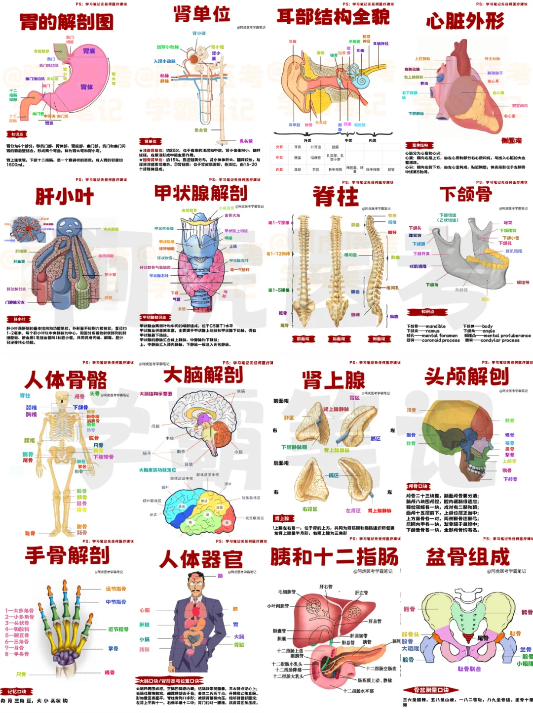 医学生笔记📒｜各种各样的人体器官👆