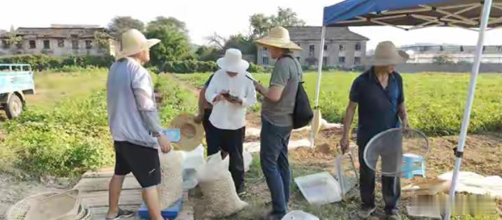 近日，在湖南永州市农业科学研究所，对湖南农业大学与岳麓山实验室联合开展的油菜茬口